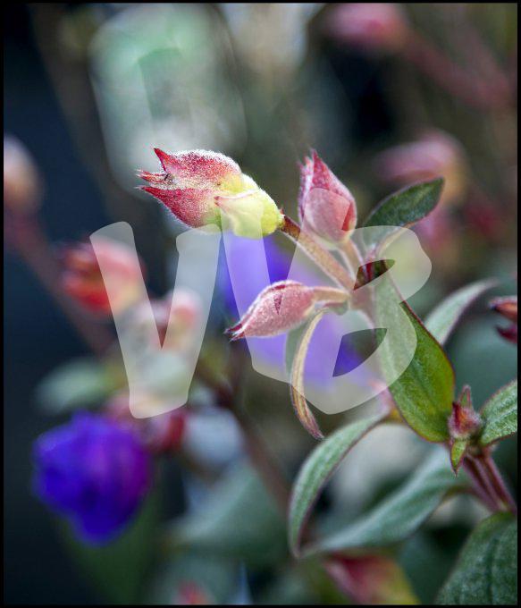 bloemen en planten vvbvanbree     1087